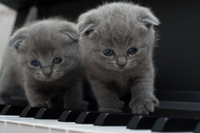 Two Kittens on a Piano